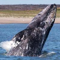 A good whale launches itself out of the Pacific Ocean along the coast of Newport Beach.