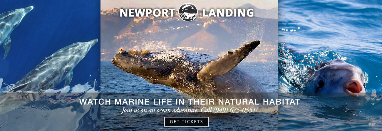 Providing Whale Watching to Catalina Island for over 20 years, Newport