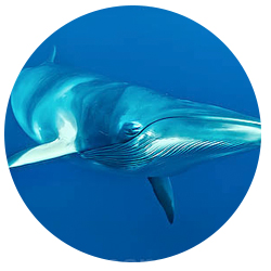 Los Angeles Minke Whale