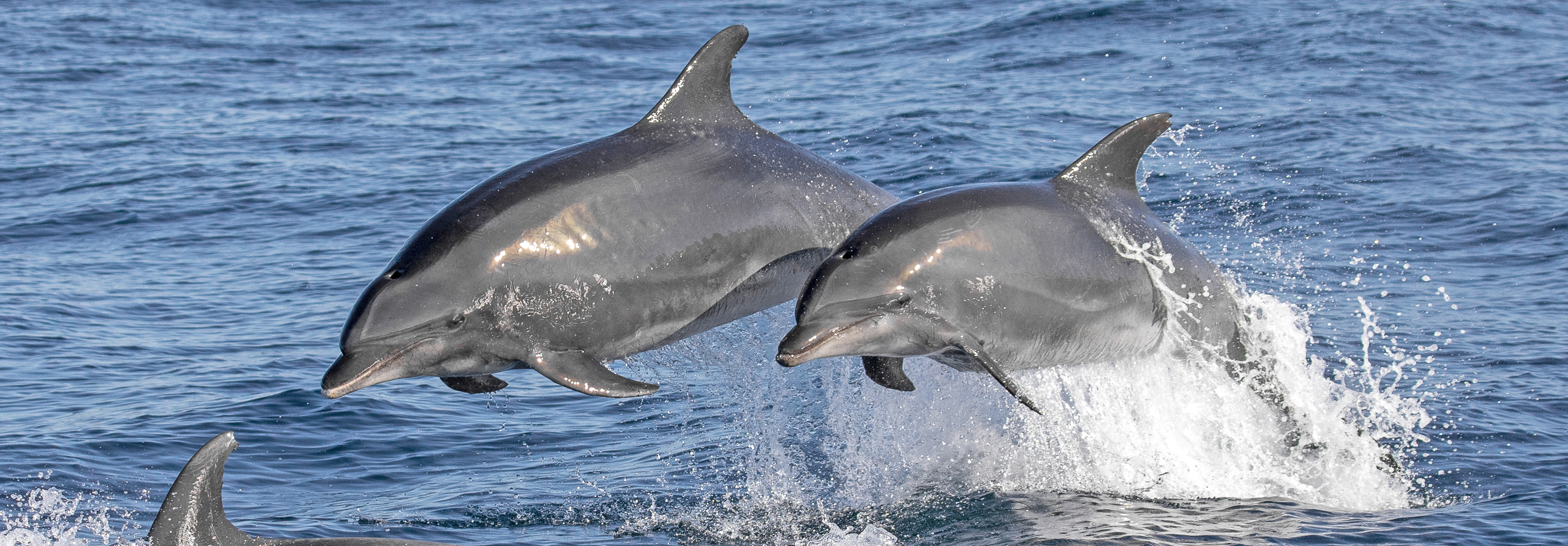 A pod of Bottlenose Dolphins swim in the Pacific Ocean with two of them above water.