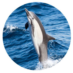 A common dolphin jumps out of the Pacific Ocean.