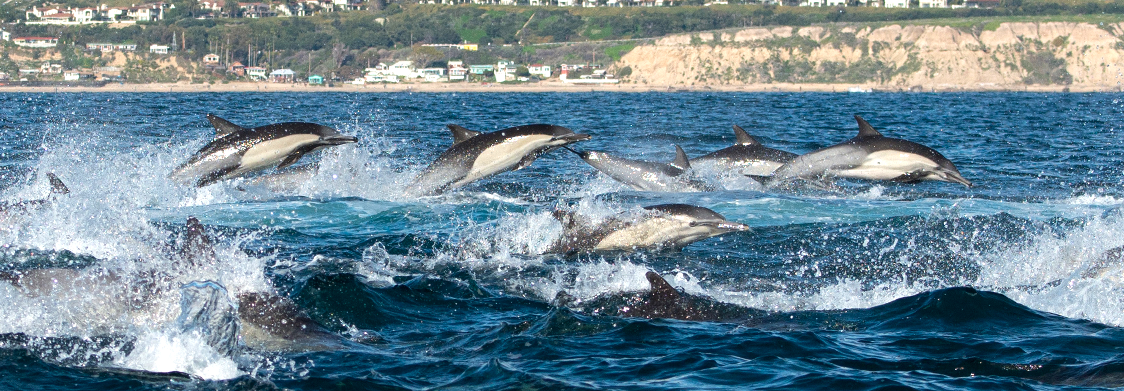 A pod of Common Dolphins swim and leap out of the Pacific Ocean right next to the coast of Newport Beach.