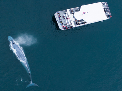 Aerial view of a Finback Whale spraying water out of its blowhole near a whale watching boat tour full of people in Southern California.