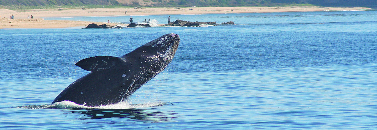 Gray whale swimming in the Pacific Ocean off the coast of Newport Beach while people watch from the beach.