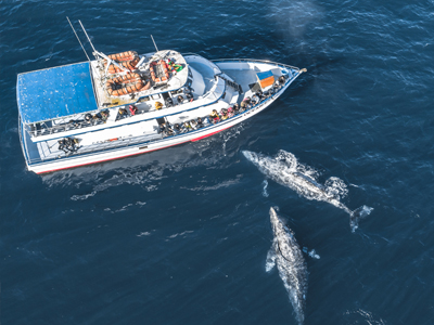 Two Gray Whales swim in close proximity to a whale watching boat tour in the Pacific Ocean of Newport Beach.