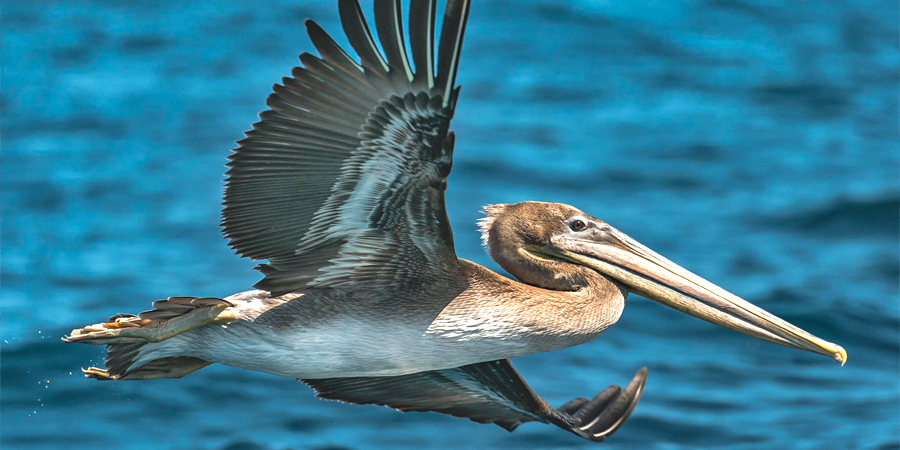 A pelican glides over the calm blue waters of the Pacific Ocean.