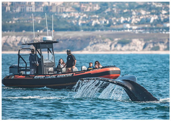 A small group of whale watches look on from a rigid inflatable boat as a whale tail exposes itself from the Pacific Ocean.