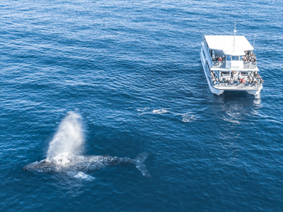 A Humpback Whale swims near the surface and blows air out of its blowhole as a boat full of whale watchers looks on.