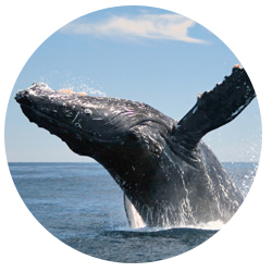 A humpback whale breaches out of the water along the coast of Newport Beach, California.