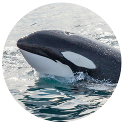 A killer whale swims above the waters of Southern California..